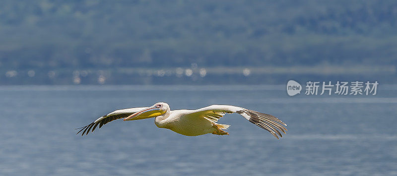 大白鹈鹕(Pelecanus onocrotalus)也被称为东方白鹈鹕、玫瑰色鹈鹕或白鹈鹕是鹈鹕科的一种鸟。飞越肯尼亚的纳库鲁湖国家公园。